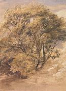 Samuel Palmer The Willow oil painting picture wholesale